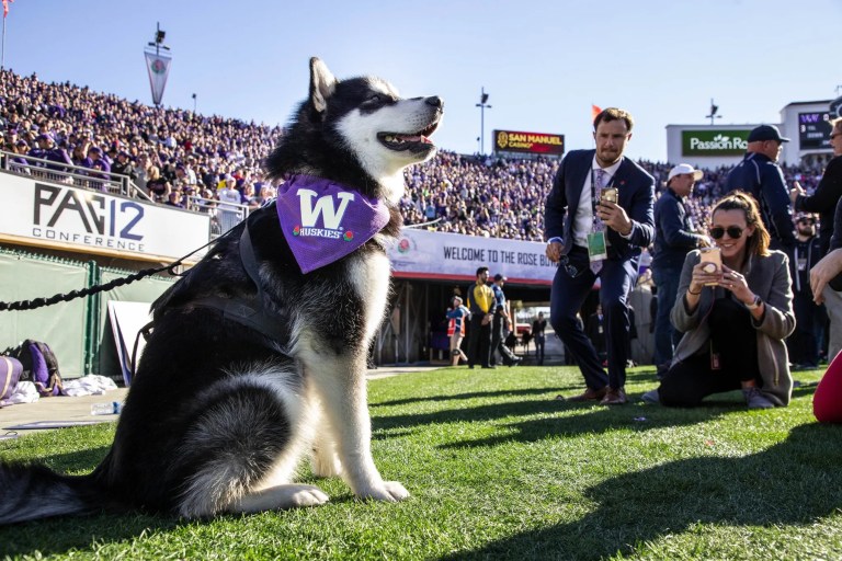Dubs a Husky sitting on a field