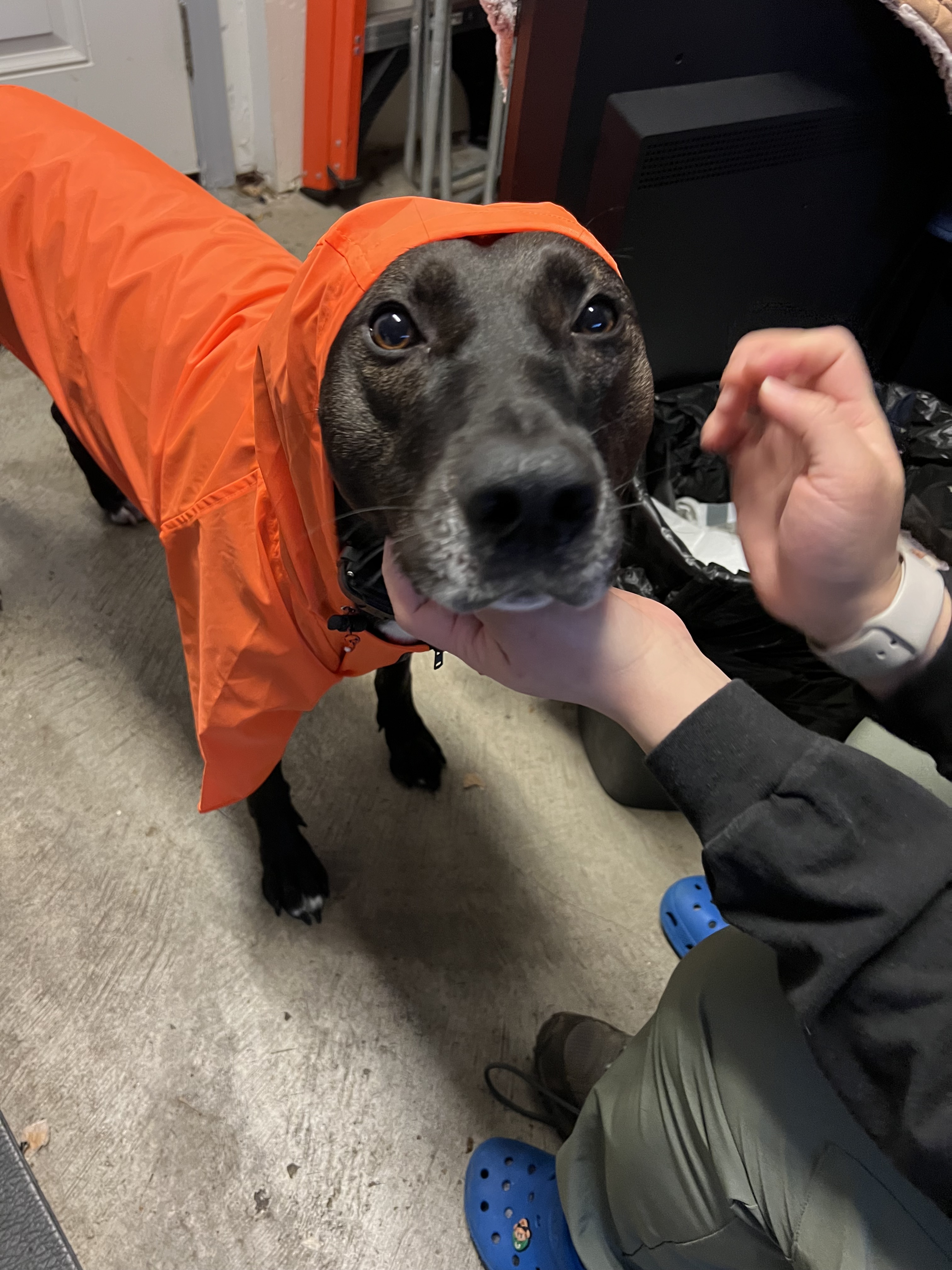 Large black dog (Lily) wearing an orange rain coat. Her ears are tucked inside the hood of the coat.