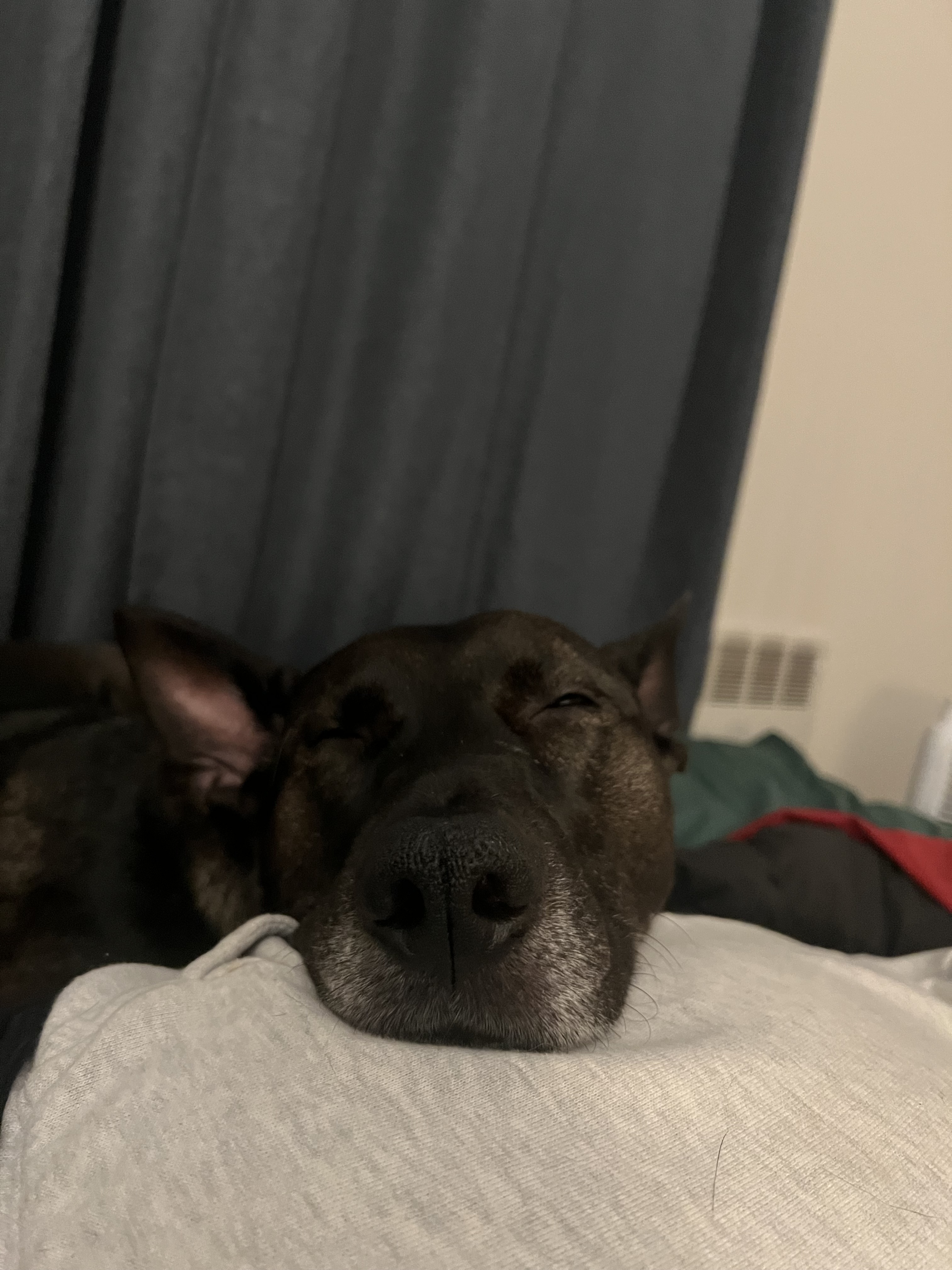 Large black dog (Lily) sleeping