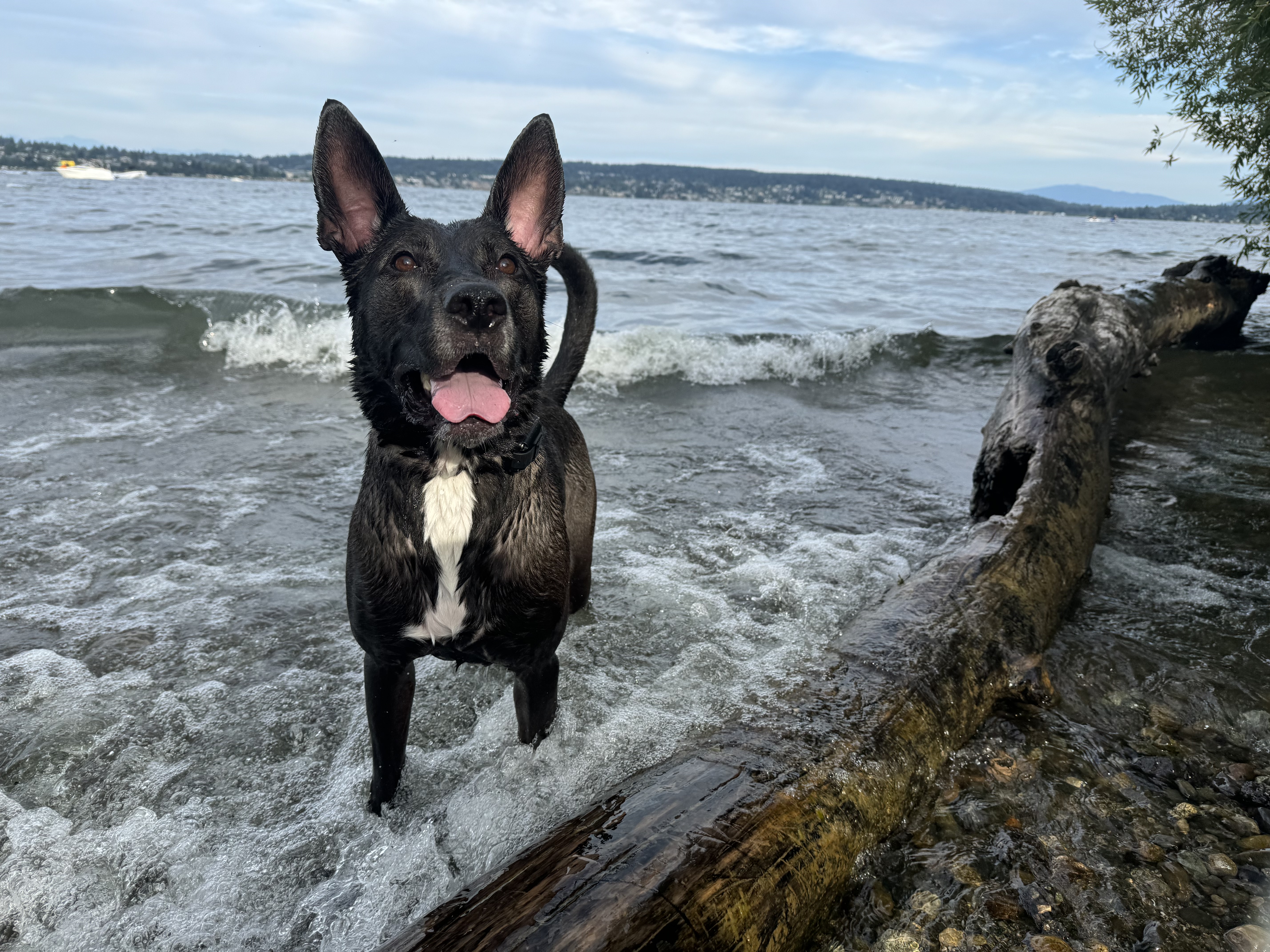 Large black dog (Lily) swimming at the beach and smiling
