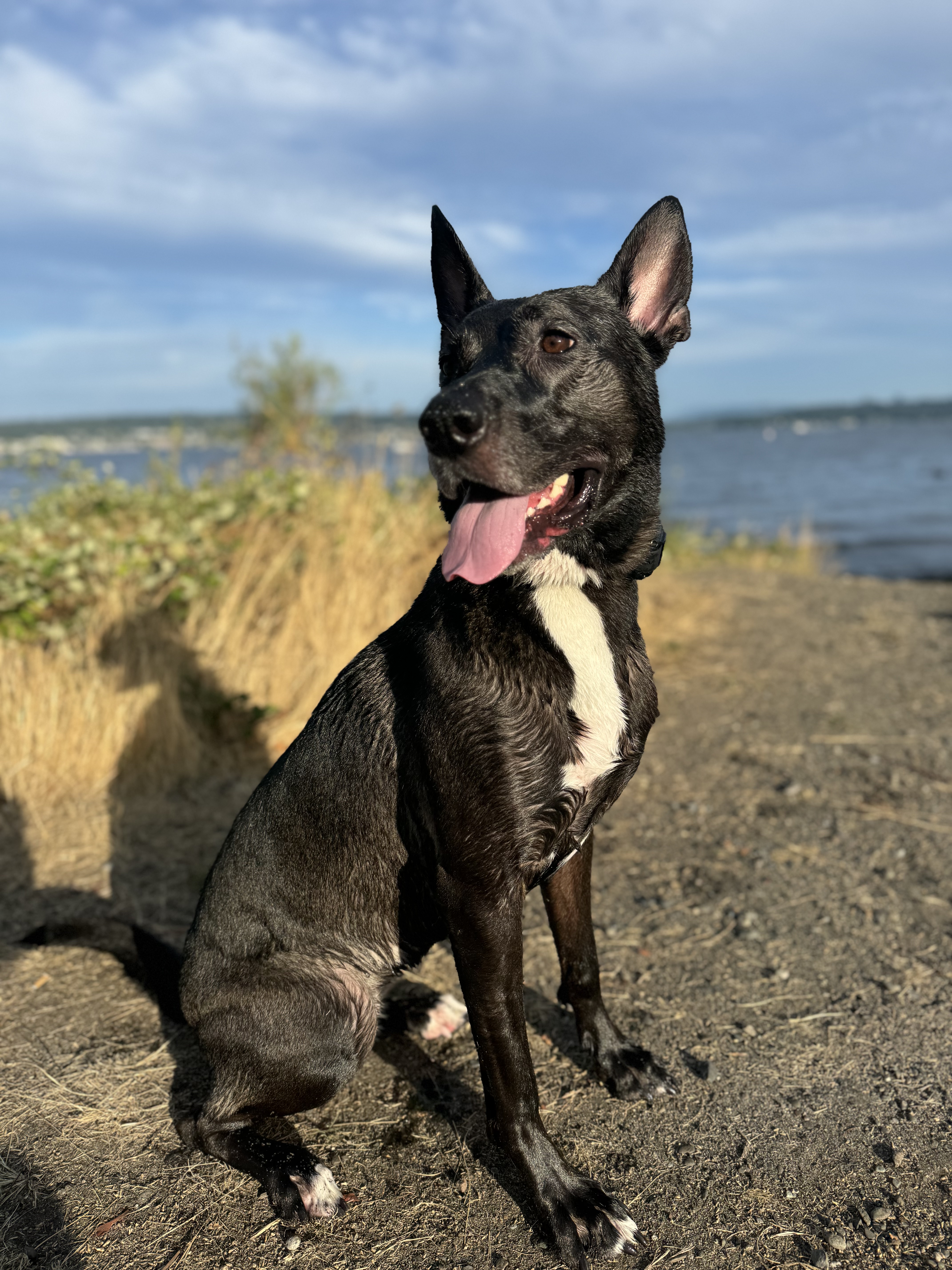 Large black dog (Lily) smiling at the beach