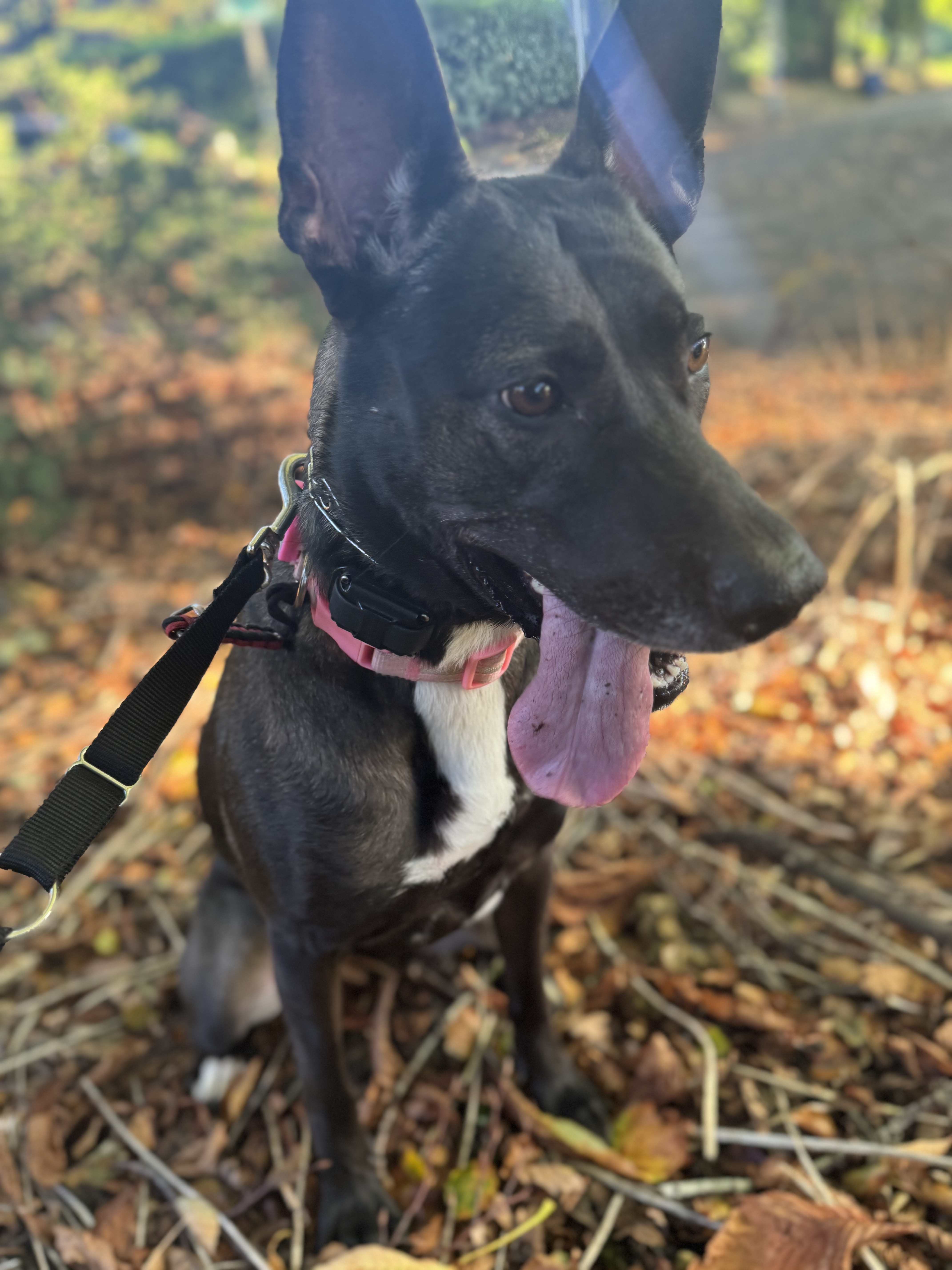 Large black dog (Lily) smiling outside on a sunny day