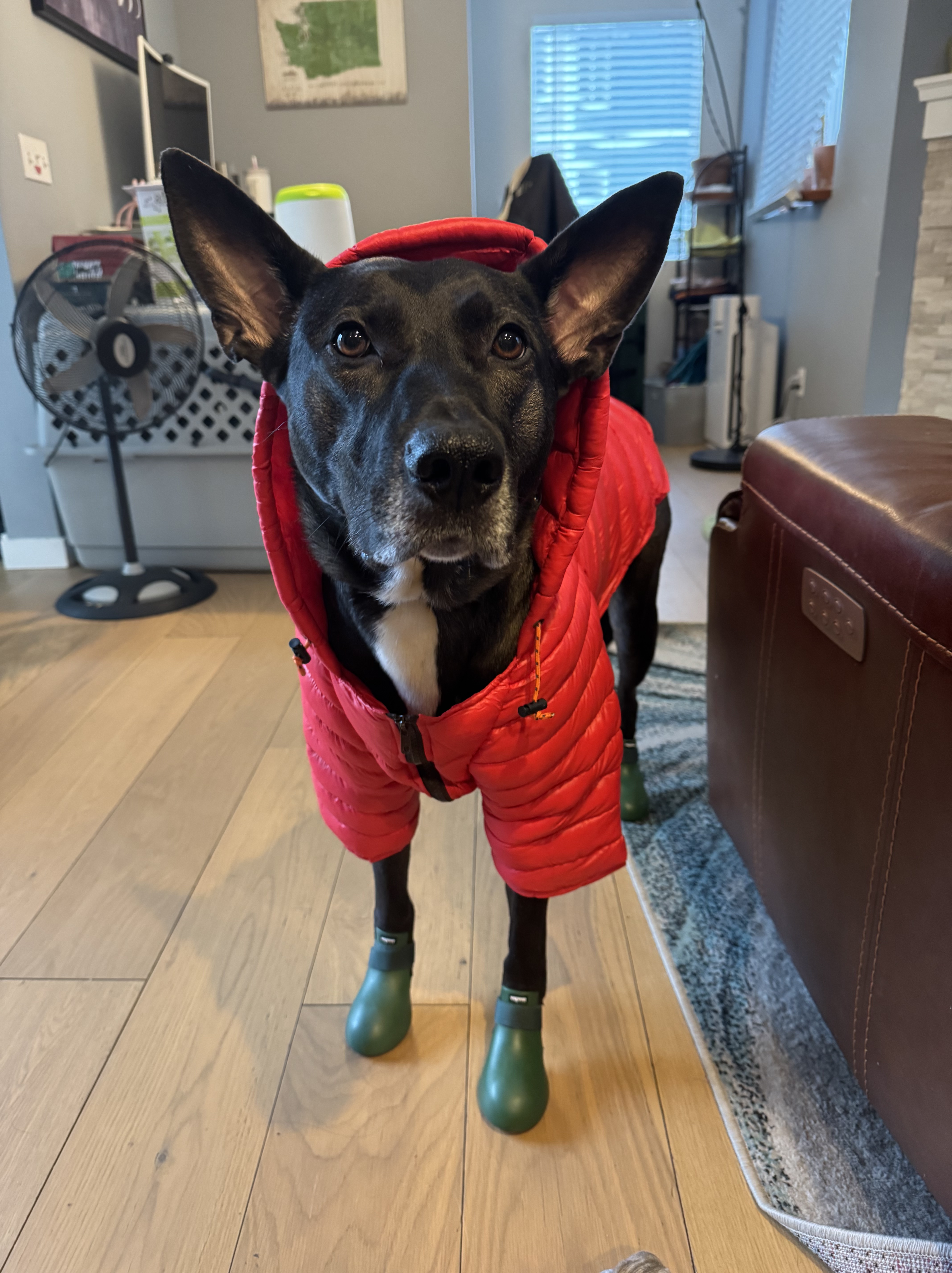 Large black dog (Lily) wearing a red rain coat and green boots