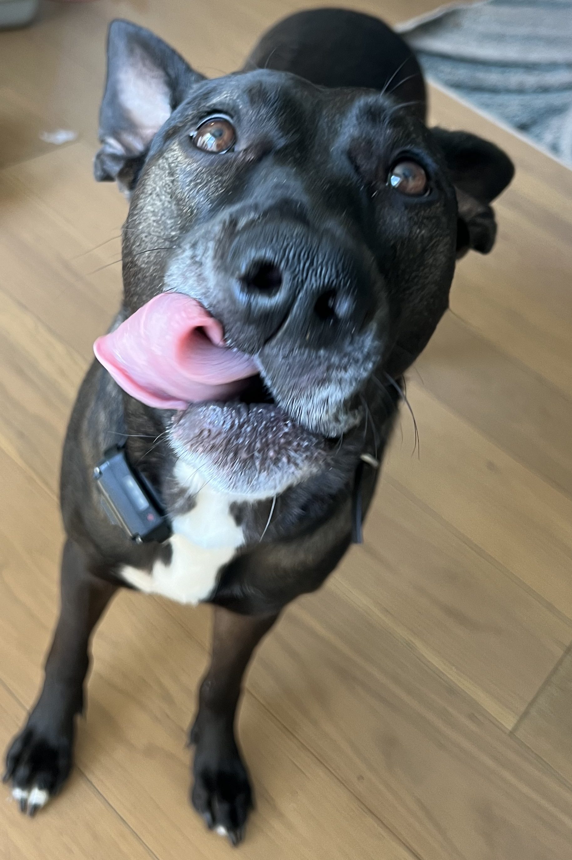 Large black dog (Lily) making a silly face